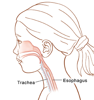 Side view of girl's head and neck showing upper respiratory anatomy and upper digestive anatomy.