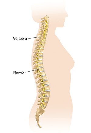 Vista lateral del cuerpo de una mujer donde se observa la columna vertebral.