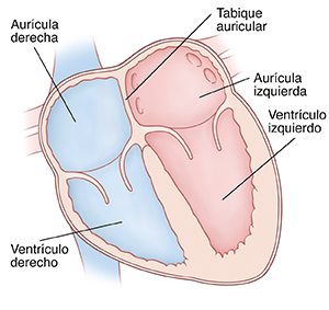 Corte transversal de vista frontal de un corazón donde pueden verse las aurículas arriba y los ventrículos abajo. El tabique auricular se encuentra entre la aurícula derecha y la izquierda.