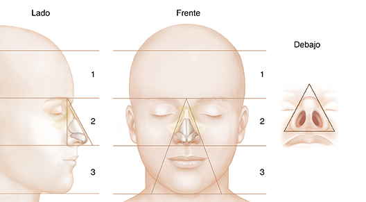 Vista frontal, lateral e inferior de una cabeza donde puede verse el cartílago en relación con las proporciones de la cara.