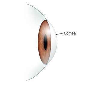 Corte transversal de un ojo en donde se ven la córnea.