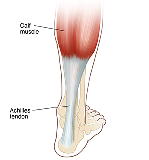 Back view of foot and calf showing bones and Achilles tendon.