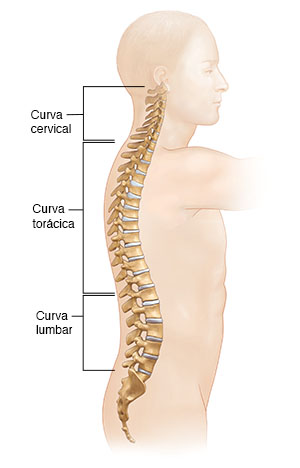 Vista lateral de un torso de hombre donde puede verse la columna vertebral.