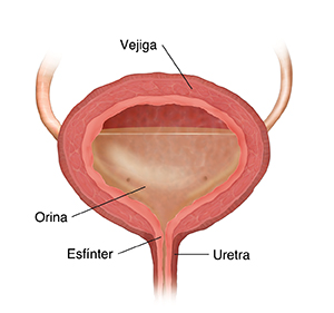 Corte transversal de la vejiga con orina.