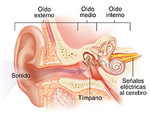 Corte transversal del oído donde pueden verse las estructuras del oído externo, interno y medio.