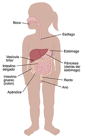 Contorno de una niña pequeña donde se observa el tubo digestivo.